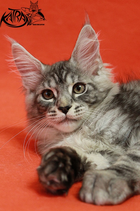 Katran Casper - Kitten maine-coon 3 months