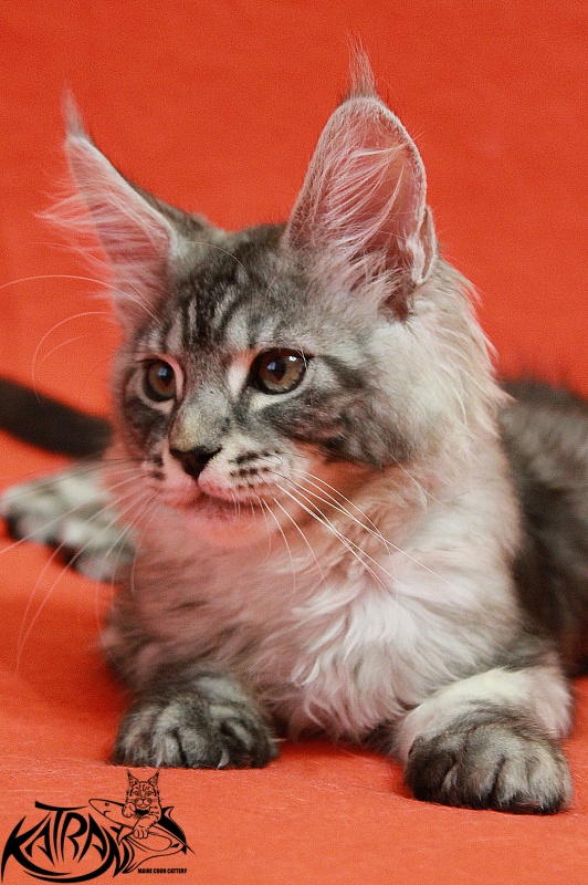 Katran Casper - Kitten maine-coon 3 months
