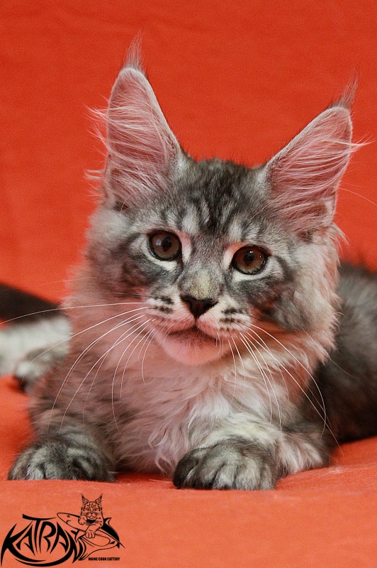 Katran Casper - Kitten maine-coon 3 months