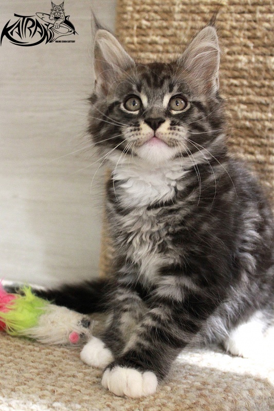 Katran Centaur - Kitten maine-coon 2 months 1.5 week