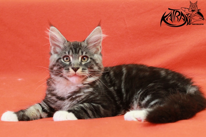 Katran Centaur - Kitten maine-coon 3 months