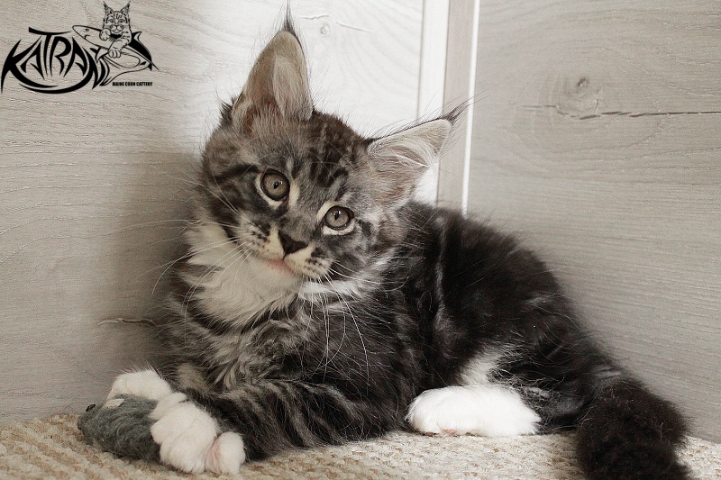 Katran Centaur - Kitten maine-coon 2 months 1.5 week