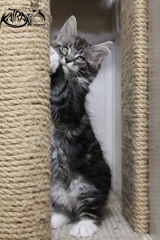 Katran Centaur - Kitten maine-coon 2 months 1.5 week