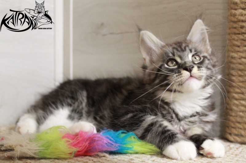 Katran Centaur - Kitten maine-coon 2 months 1.5 week