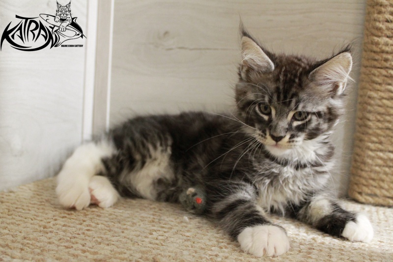 Katran Centaur - Kitten maine-coon 2 months 1.5 week