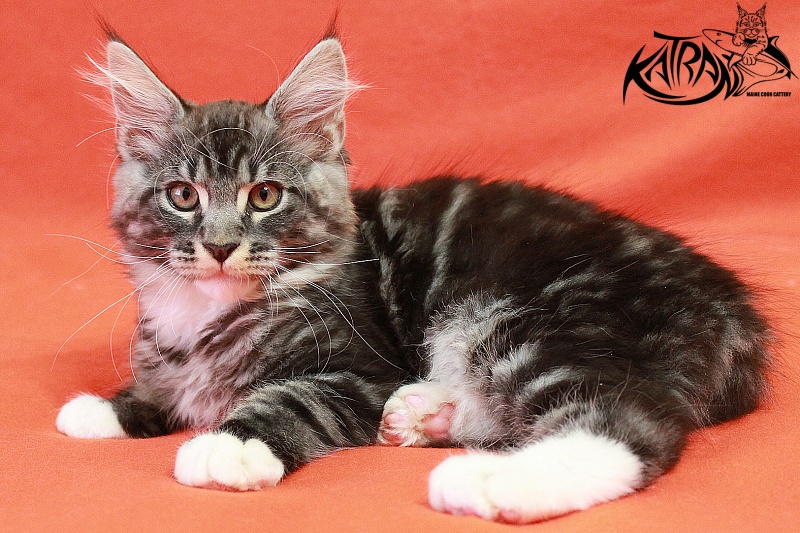 Katran Centaur - Kitten maine-coon 3 months