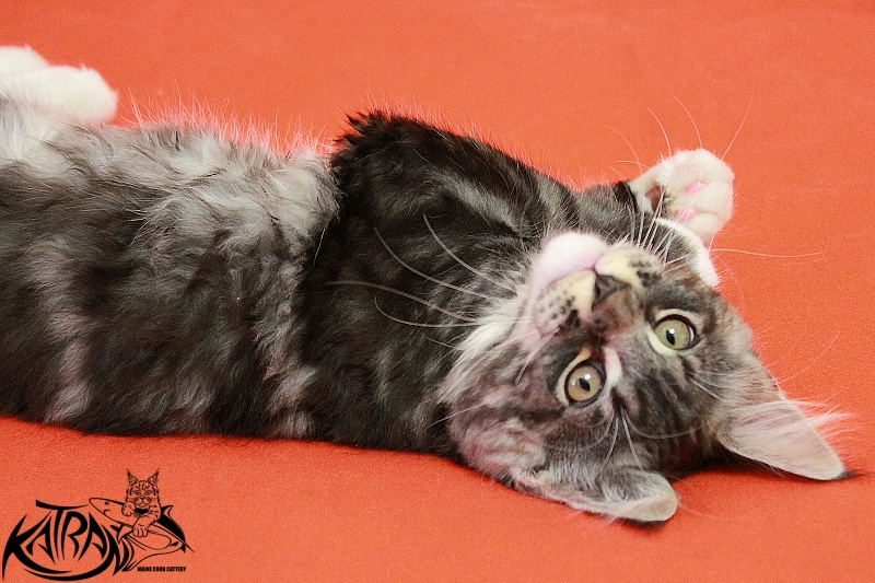 Katran Centaur - Kitten maine-coon 3 months