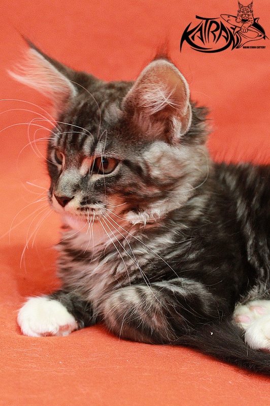 Katran Centaur - Kitten maine-coon 3 months