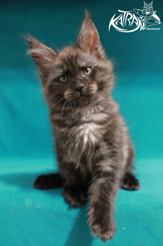 Katran Elliot - Kitten maine-coon 2 months 2 weeks