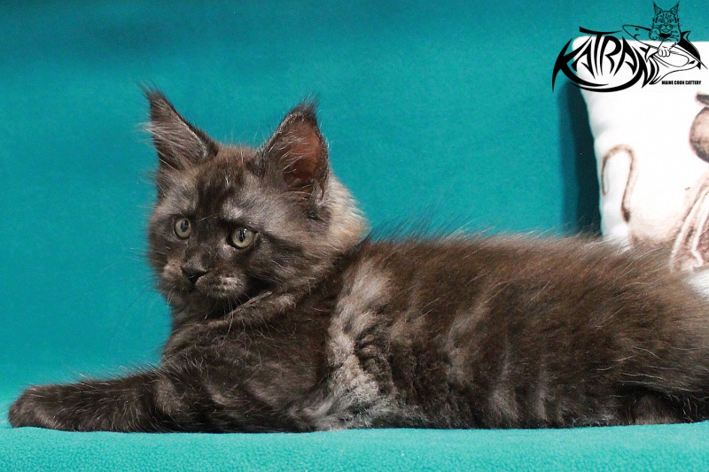 Katran Elliot - Kitten maine-coon 2 months 2 weeks