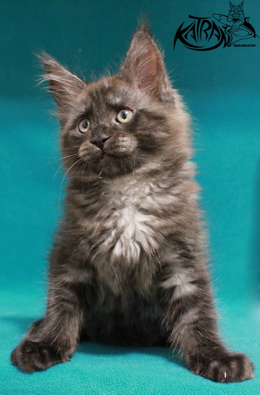 Katran Elliot - Kitten maine-coon 2 months 2 weeks