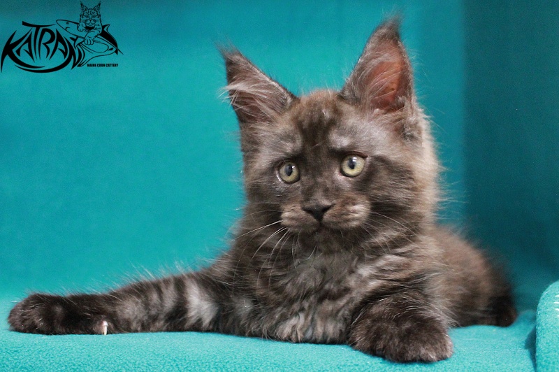 Katran Elliot - Kitten maine-coon 2 months 2 weeks