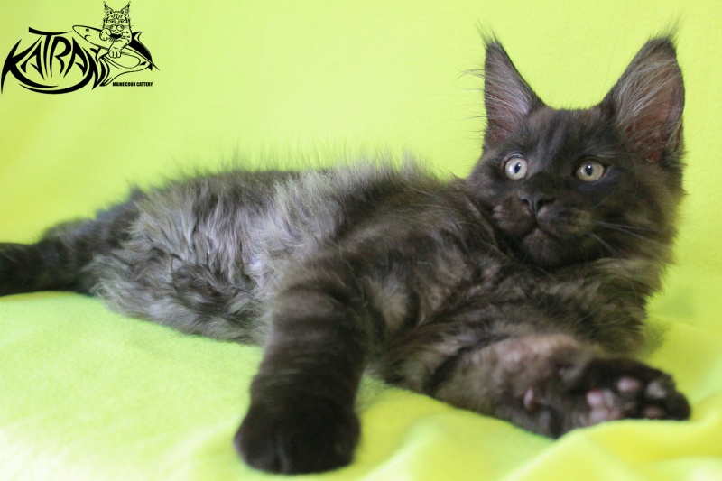 Katran Elliot - Kitten maine-coon 3 months