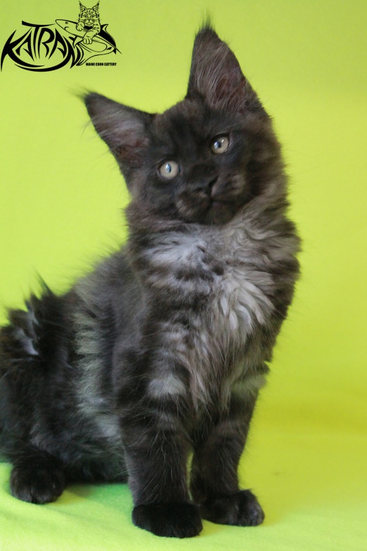 Katran Elliot - Kitten maine-coon 3 months