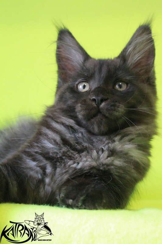 Katran Elliot - Kitten maine-coon 3 months