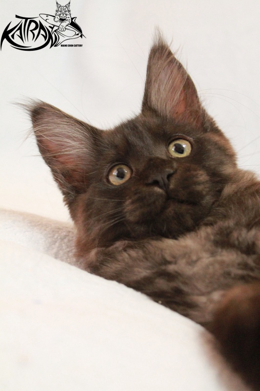 Katran Elliot - Kitten maine-coon 3 months 0.5 weeks