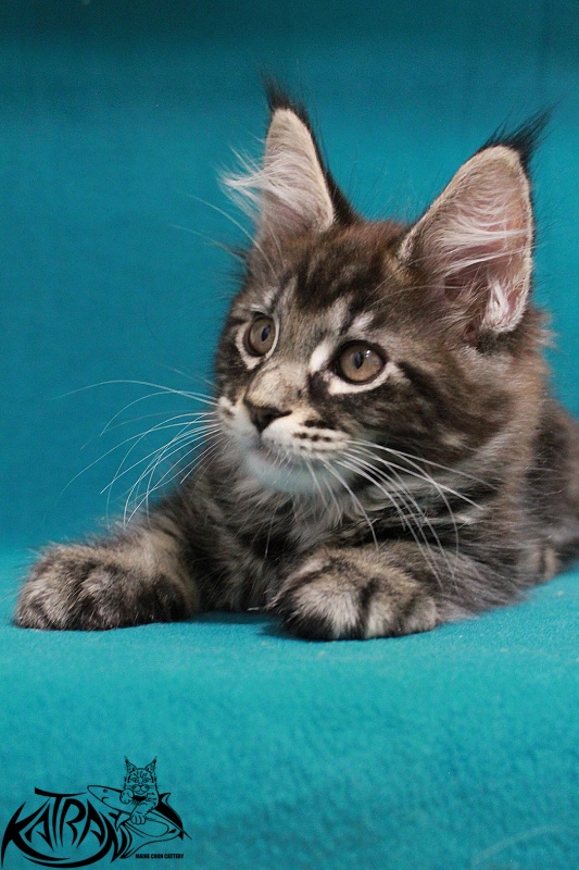 Katran El Pablo - Kitten maine-coon 2 months 2 weeks