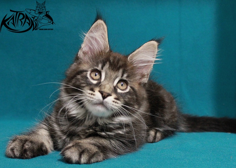 Katran El Pablo - Kitten maine-coon 2 months 2 weeks