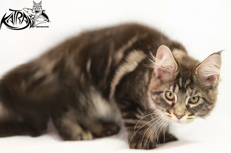 Katran El Pablo - Kitten maine-coon 3 months