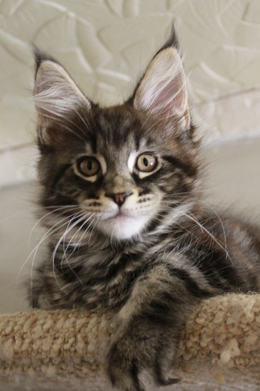 Katran El Pablo - Kitten maine-coon 2 months 2 weeks