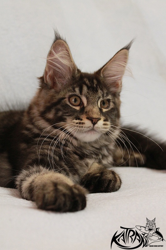 Katran El Pablo - Kitten maine-coon 3 months