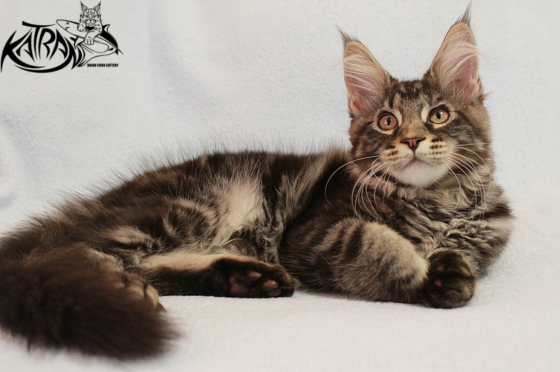 Katran El Pablo - Kitten maine-coon 3 months