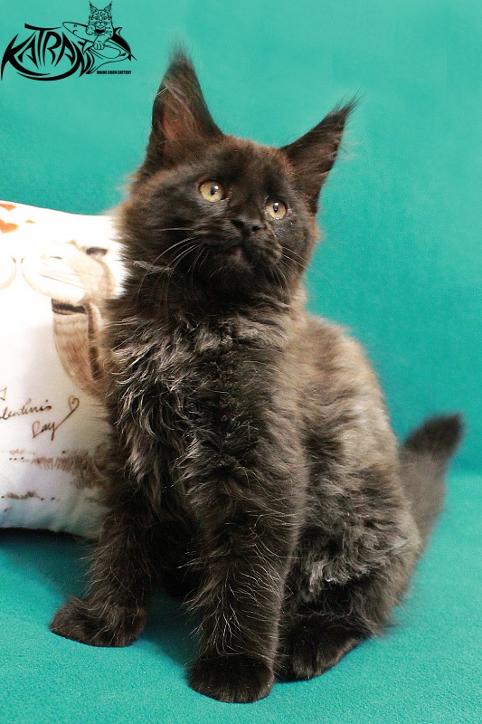 Katran Elizabeth - Kitten maine-coon 2 months 2 weeks
