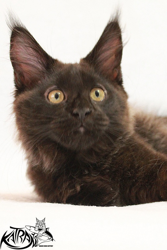 Katran Elizabeth - Kitten maine-coon 3 months