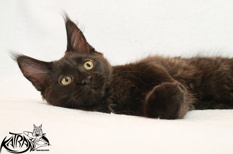 Katran Elizabeth - Kitten maine-coon 3 months