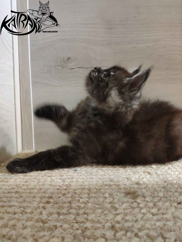 Katran Frederick - Kitten maine-coon 2 months