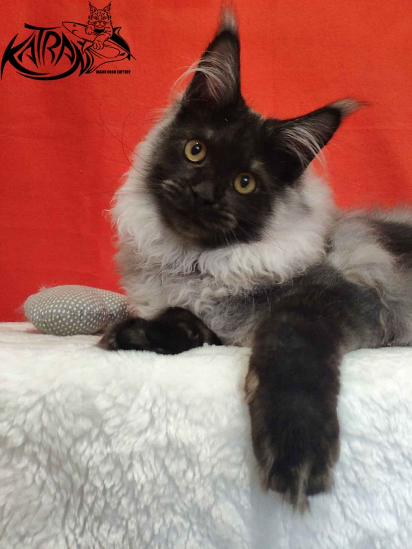 Katran Frederick - Kitten maine-coon 6 months