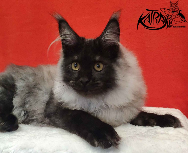 Katran Frederick - Kitten maine-coon 6 months