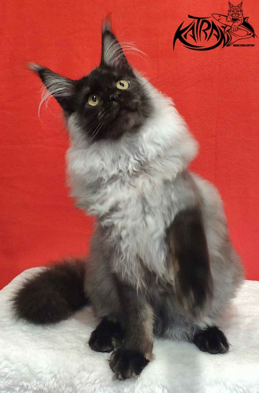 Katran Frederick - Kitten maine-coon 6 months
