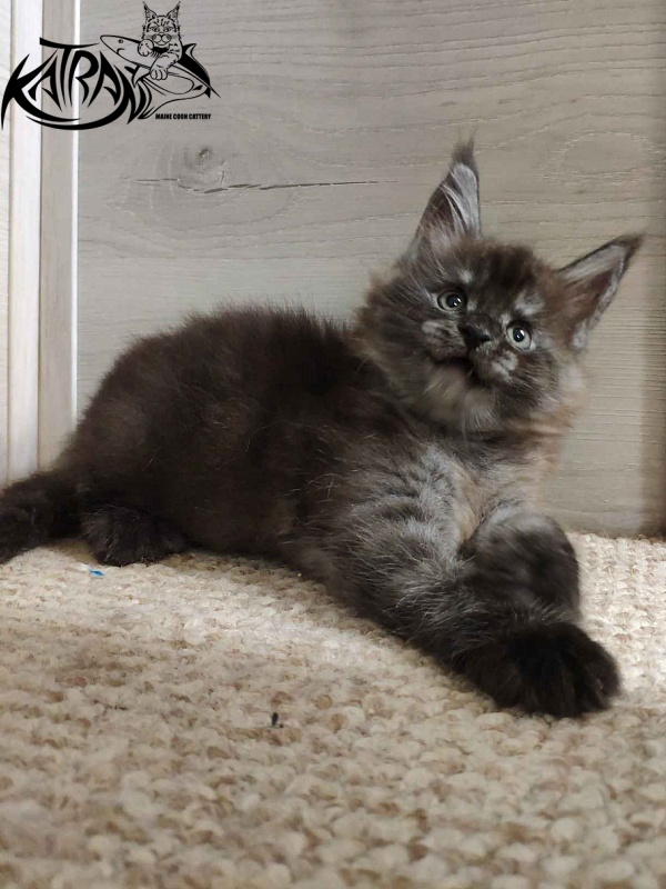 Katran Frederick - Kitten maine-coon 2 months