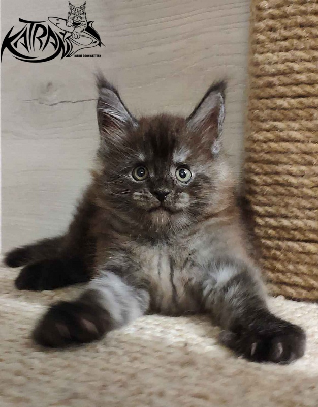 Katran Frederick - Kitten maine-coon 2 months