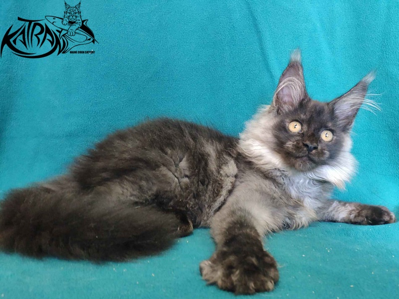 Katran Frederick - Kitten maine-coon 4 months