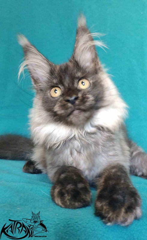 Katran Frederick - Kitten maine-coon 4 months
