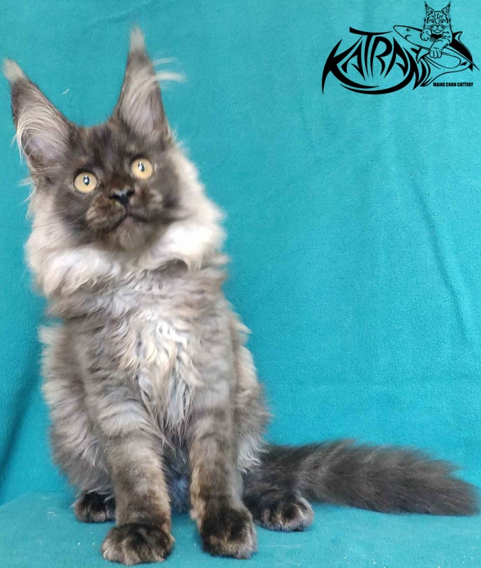 Katran Frederick - Kitten maine-coon 4 months