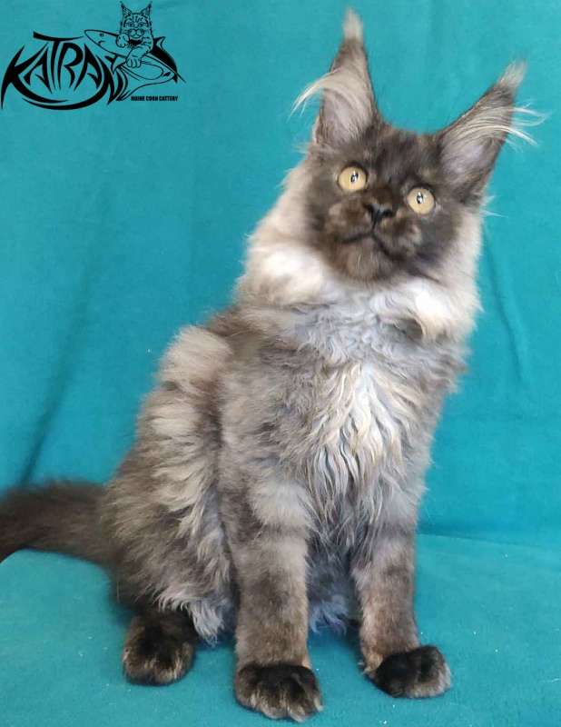 Katran Frederick - Kitten maine-coon 4 months