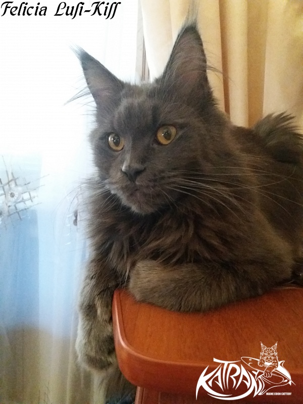 Felicia Lusi-Kiss - Adult maine-coon 1 year 9 months 2 weeks