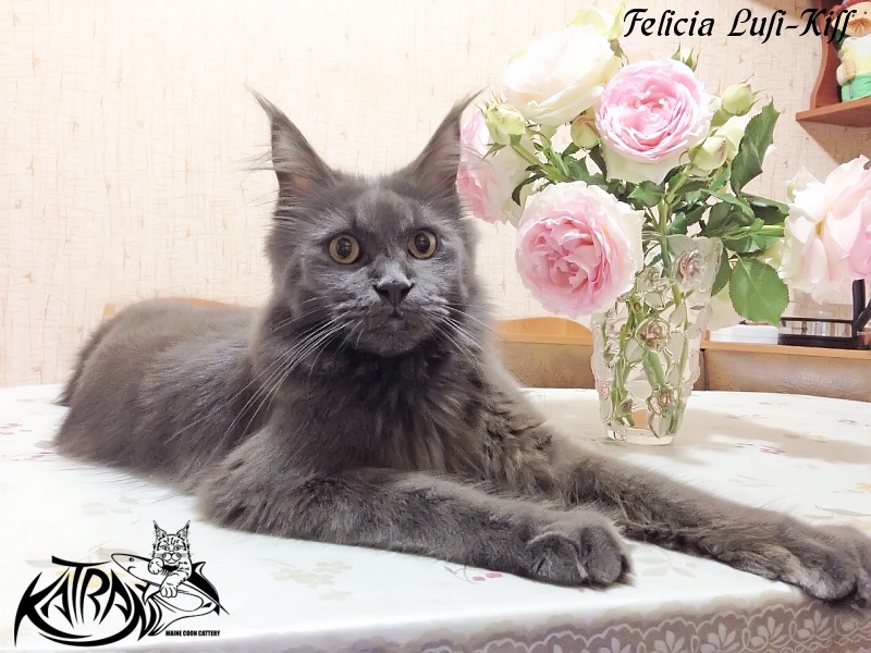 Felicia Lusi-Kiss - maine-coon