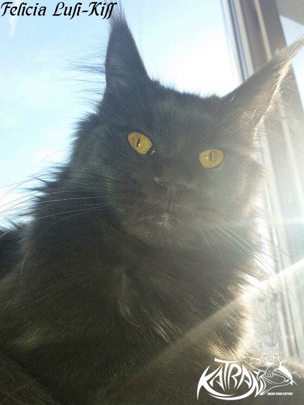 Felicia Lusi-Kiss - maine-coon