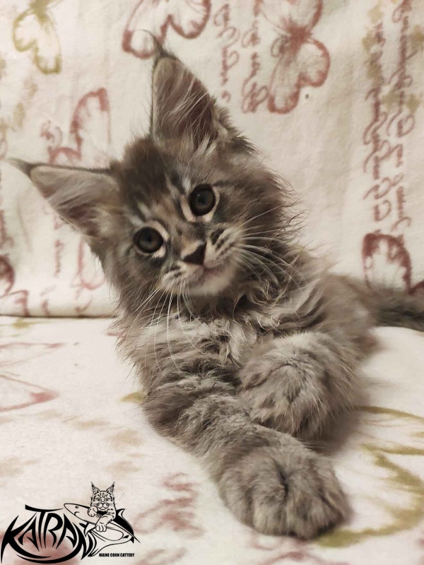 Katran Filipp - Kitten maine-coon 2 months