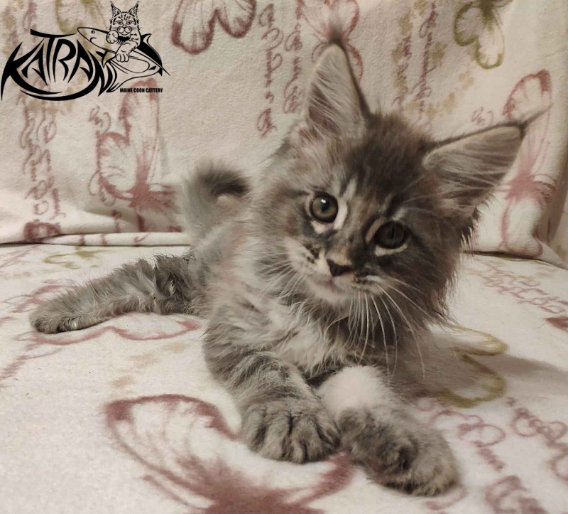 Katran Filipp - Kitten maine-coon 2 months