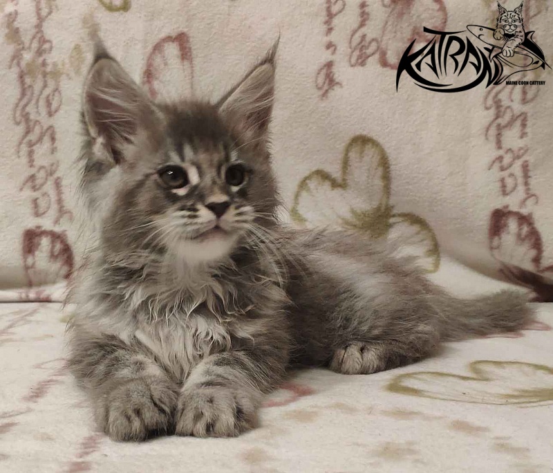 Katran Filipp - Kitten maine-coon 2 months
