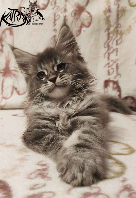 Katran Filipp - Kitten maine-coon 2 months