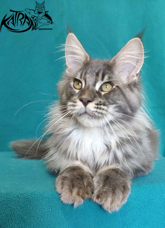 Katran Filipp - Kitten maine-coon 4 months