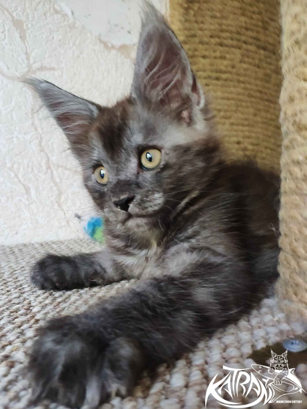 Katran Fortuna - Kitten maine-coon 2 months