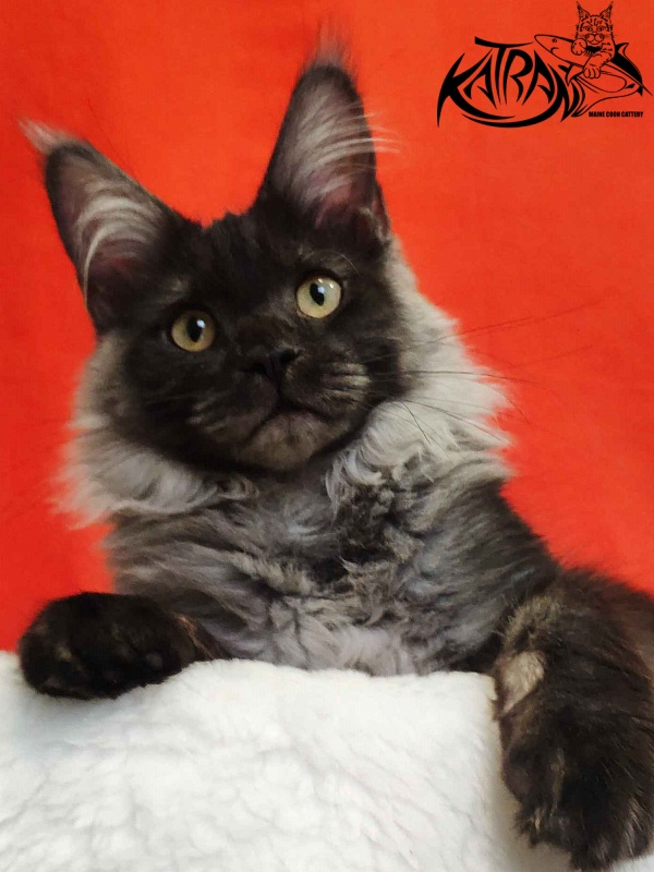 Katran Fortuna - Kitten maine-coon 6 months