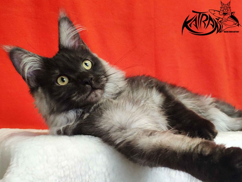 Katran Fortuna - Kitten maine-coon 6 months